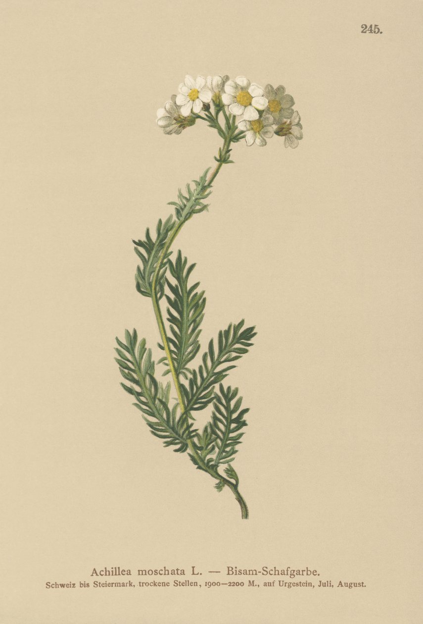 麝香Mil（Achillea moschata，Achillea erba-rotta ssp.moschata） 作者 德国学校