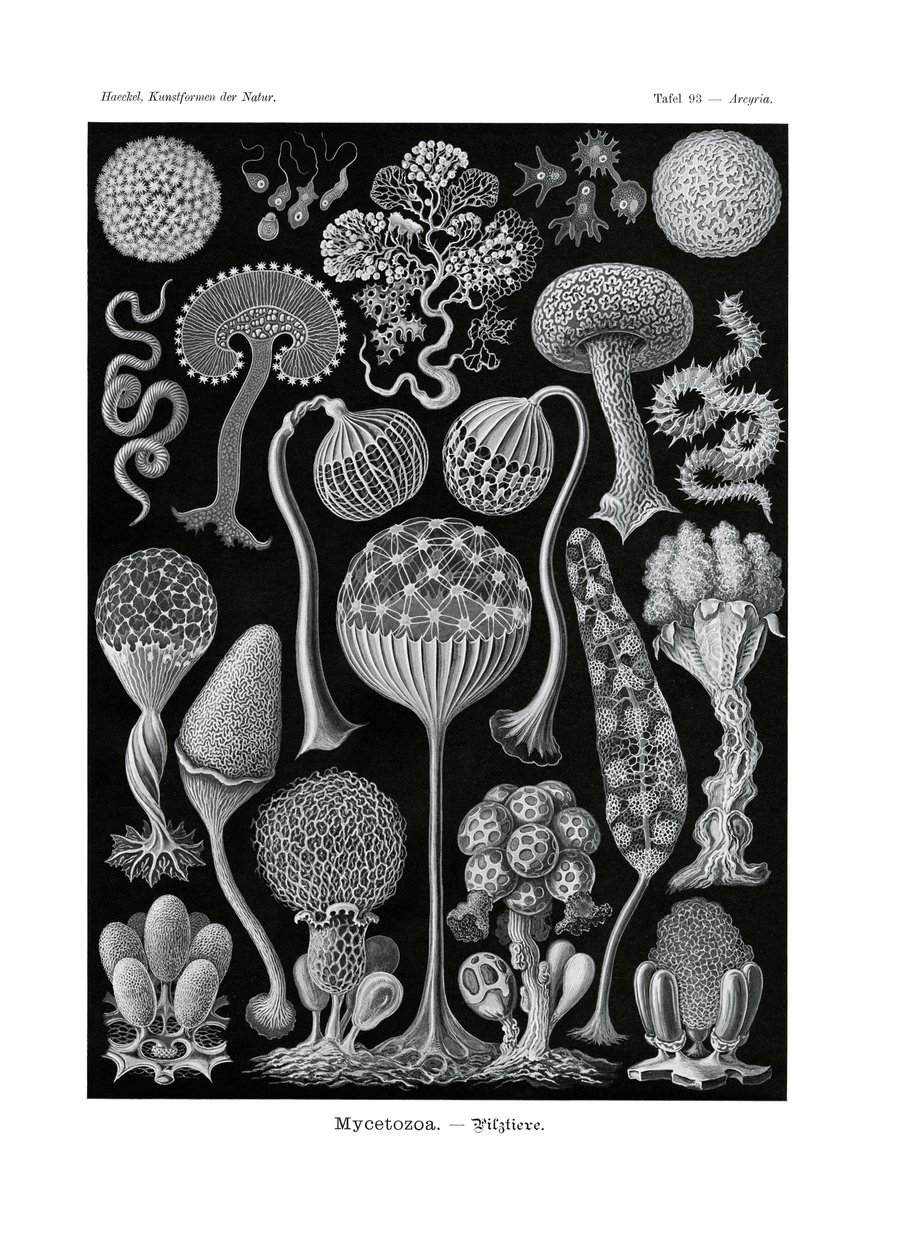 Mycetozoa，1899-1904 作者 德国学校
