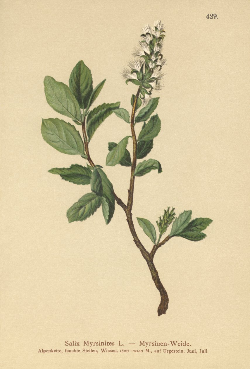 桃金娘柳（Salix Myrsinites） 作者 德国学校