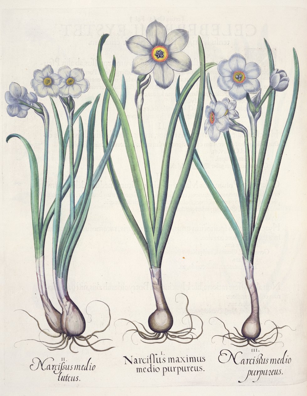 家用水仙：1.Narcissus最大的紫色之中的; 2.Narcissus泥土。 3.Narcissus由罗勒Besler（1561年至1629年），酒馆Eystettensis紫色。 1613 作者 德国学校