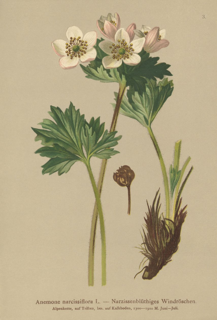 水仙开花的银莲花（银莲花属narcissiflora） 作者 德国学校