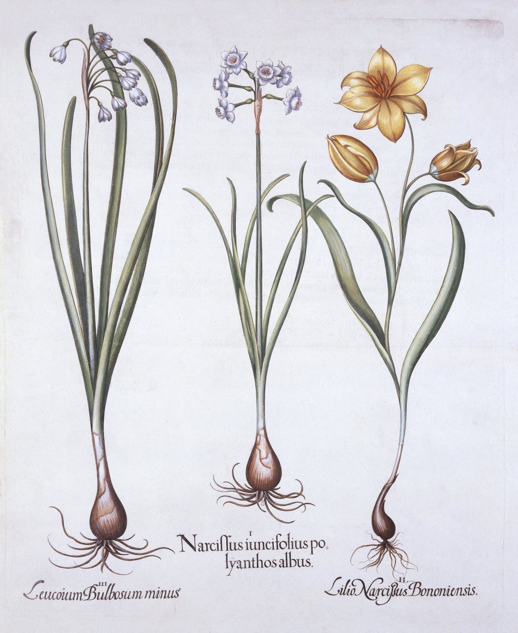 Narcissus，Tulip和Summer Snowflake，来自Hortus Eystettensis，由Basil Besler（1561-1629），酒吧。 1613（手工彩色雕刻） 作者 德国学校
