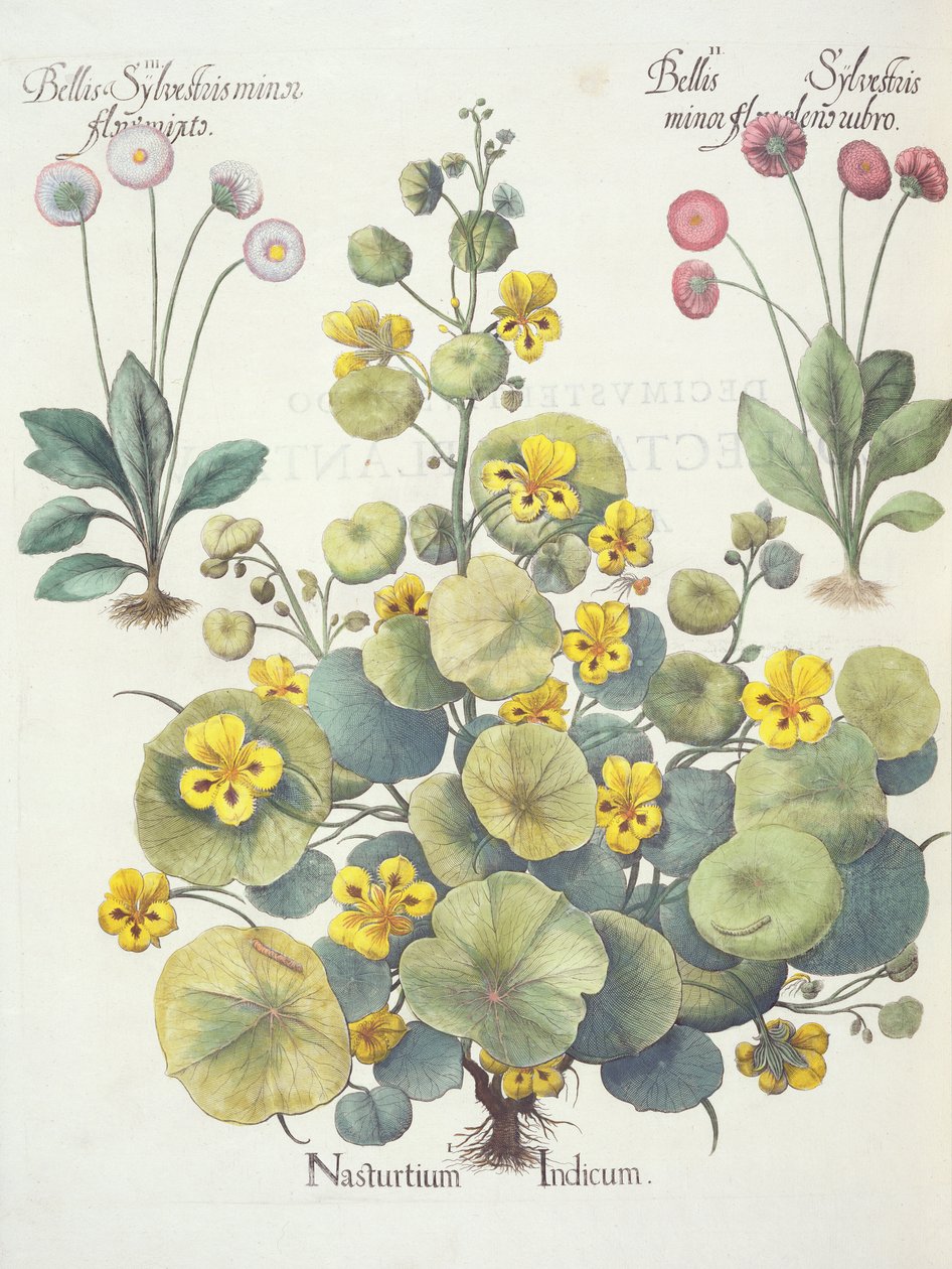 Nasturtiums和雏菊，1.Nasturtium悬浮; 2.Bellum樟子松轻微花是红的; 3.Bellis樟子松次要盛开混合，从Eystettensis由罗勒Besler（1561年至1629年），酒馆。 1613（ 作者 德国学校