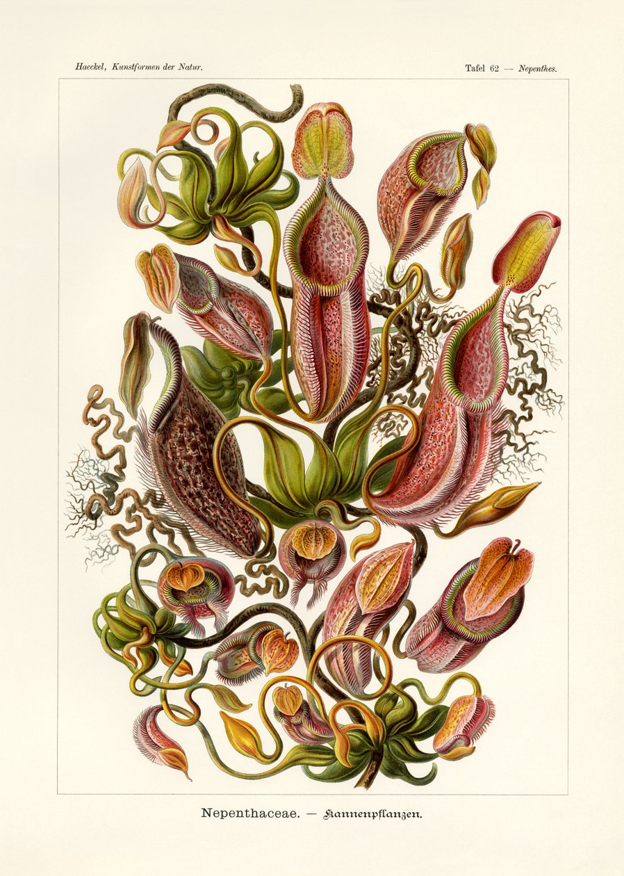 Nepenthaceae，1899-1904 作者 德国学校