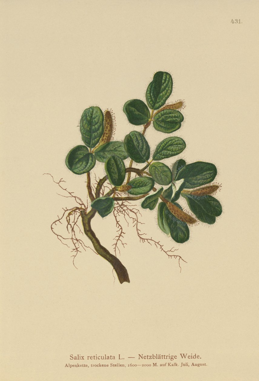 净叶柳（Salix reticulata） 作者 德国学校