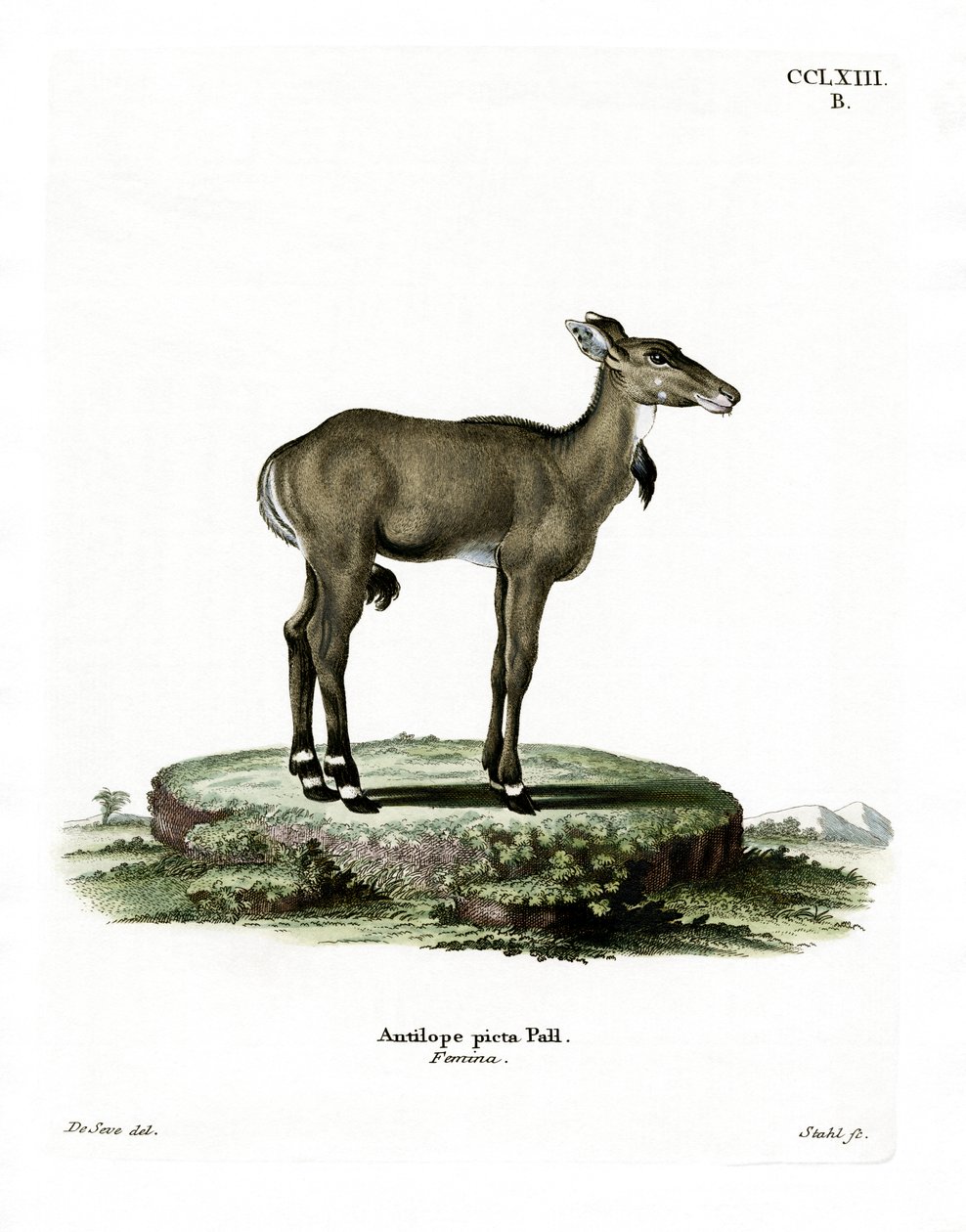 Nilgai（彩色雕刻） 作者 德国学校