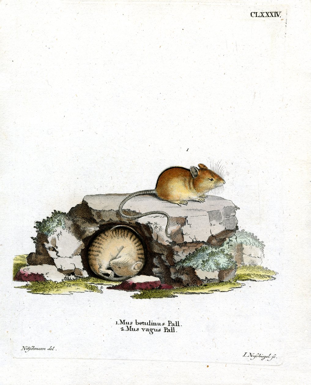 Northern Birch Mouse（彩色雕刻） 作者 德国学校