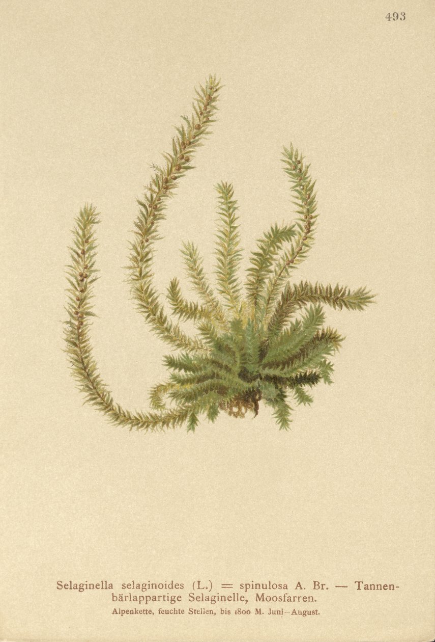 北Spikemoss（Selaginella selaginoides，Selaginella spinulosa，Lycopodium selaginoides，Bernhardia spinosa） 作者 德国学校