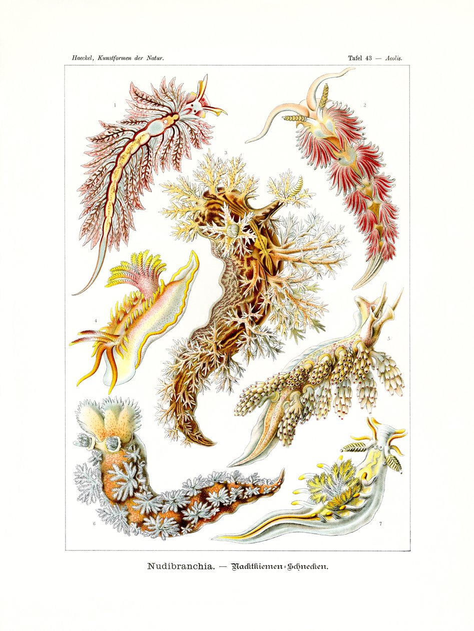 Nudibranchia，1899-1904 作者 德国学校