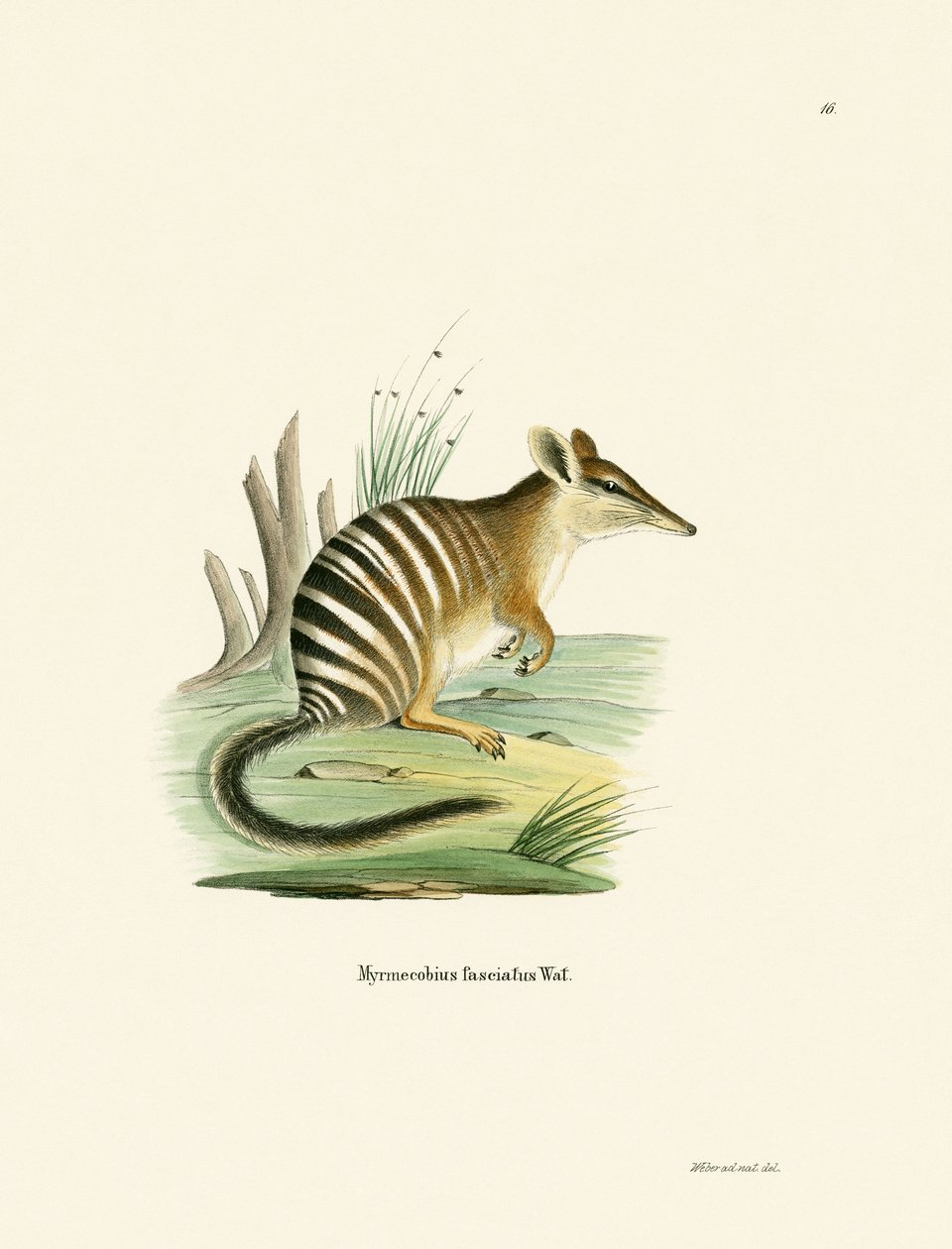 Numbat（彩色雕刻） 作者 德国学校