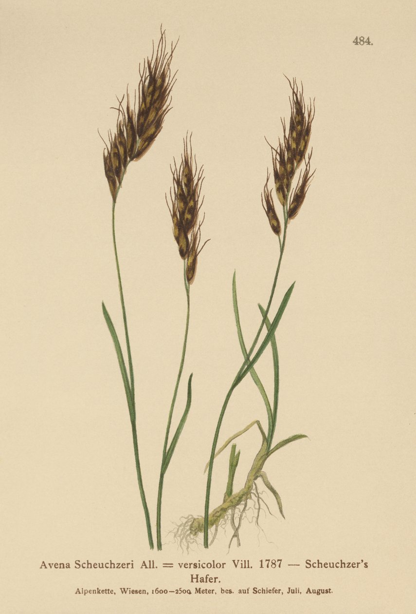 燕麦草（Avena Scheuchzeri，Avena versicolor，Avena alpina） 作者 德国学校