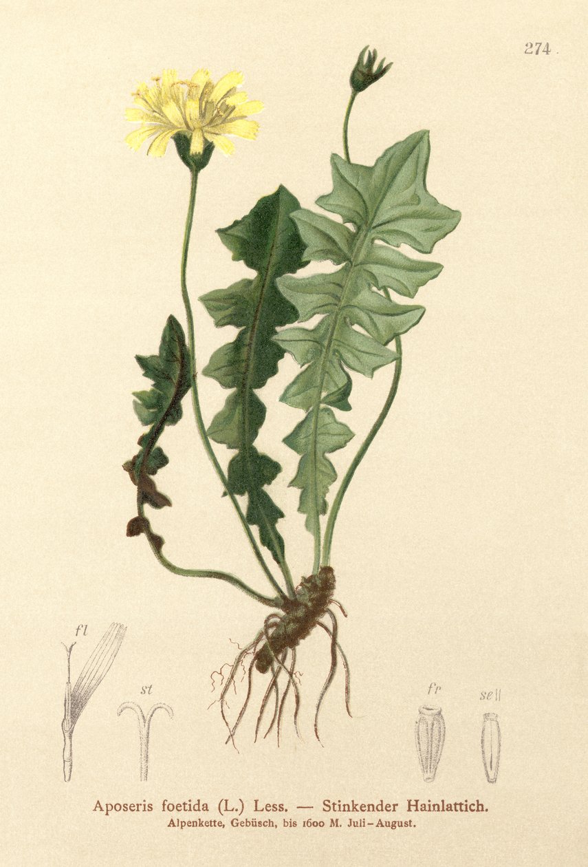 有气味的猪肉沙拉（Aposeris foetida） 作者 德国学校