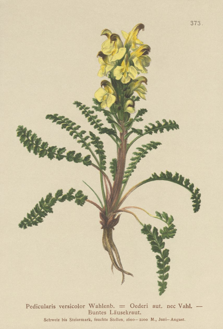 Oeders Lousewort（Pedicularis versicolor，Pedicularis Oederi） 作者 德国学校