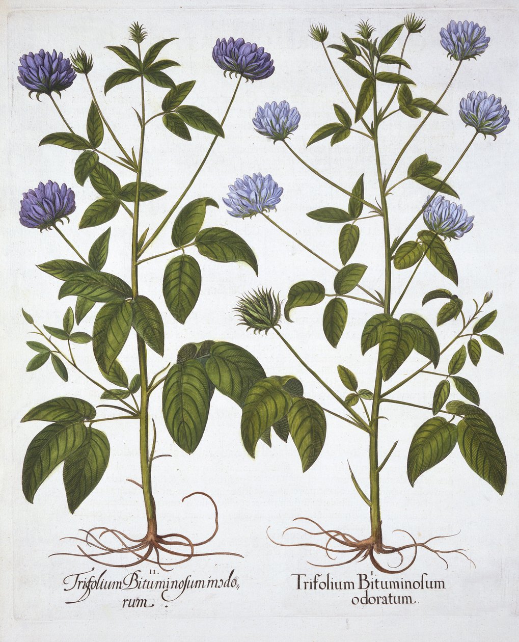 来自Hortus Eystettensis的One-Blossered Clovers，由Basil Besler（1561-1629），酒吧。 1613（手工雕刻） 作者 德国学校