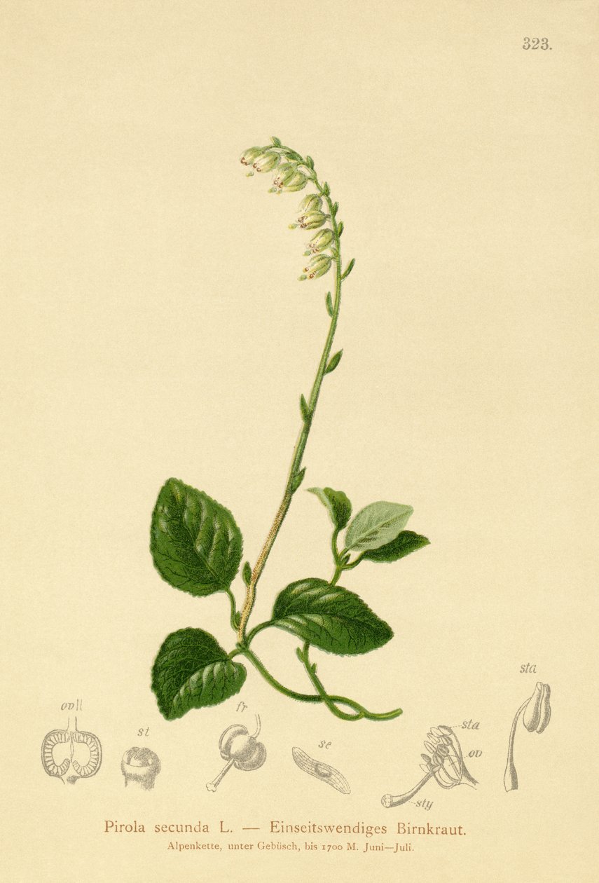 单面冬青（Pirola secunda，Pyrola secunda，Orthilia secunda，Ramischia elatior，Ramischia secunda） 作者 德国学校