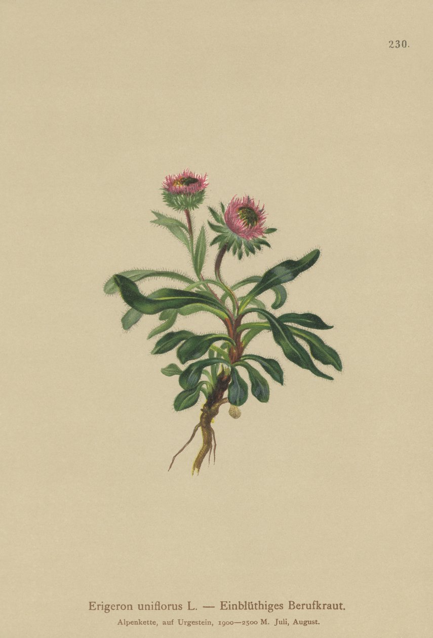 Oneflower Fleabane（Erigeron uniflorus） 作者 德国学校