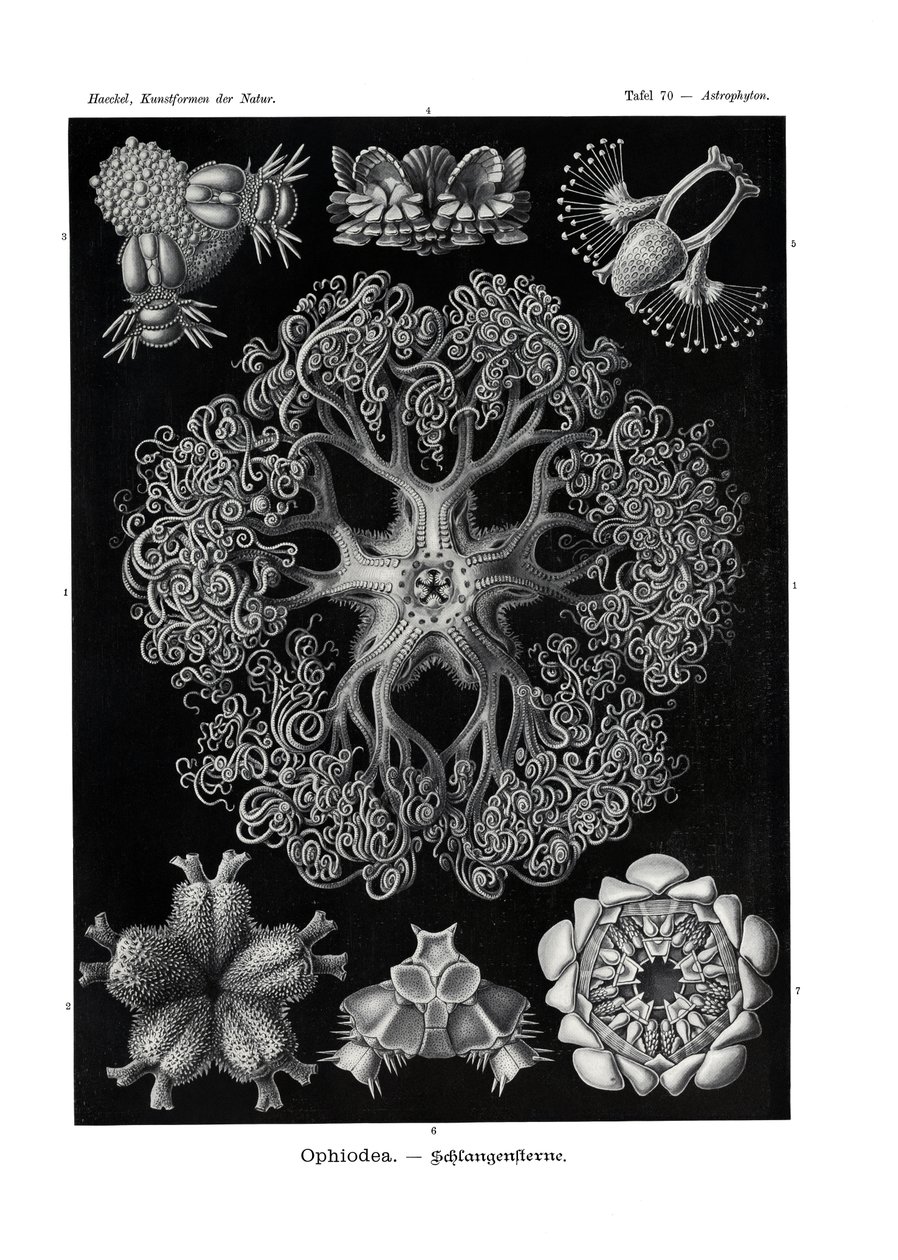 Ophiodea，1899-1904 作者 德国学校