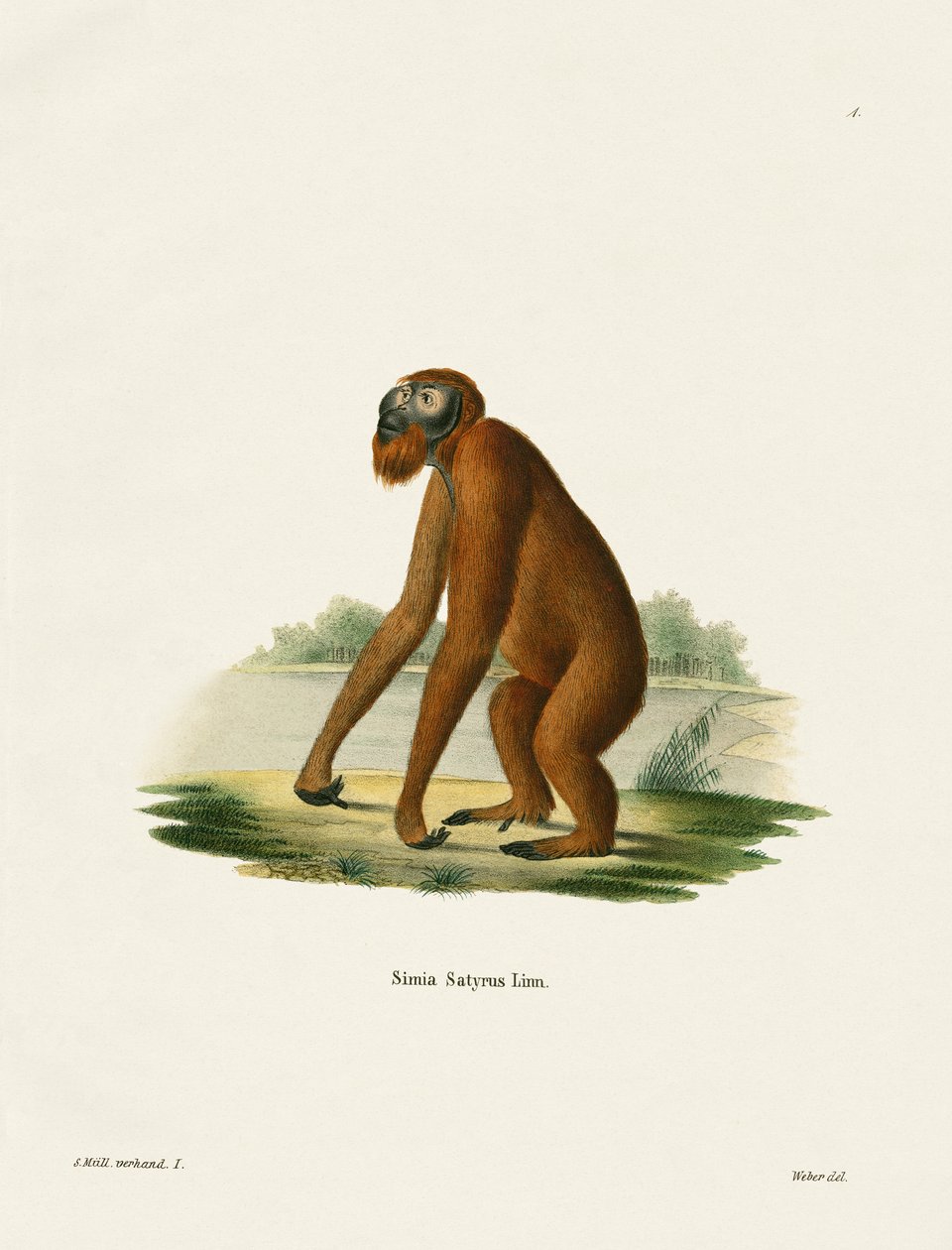 Orang-Outang（彩色雕刻） 作者 德国学校