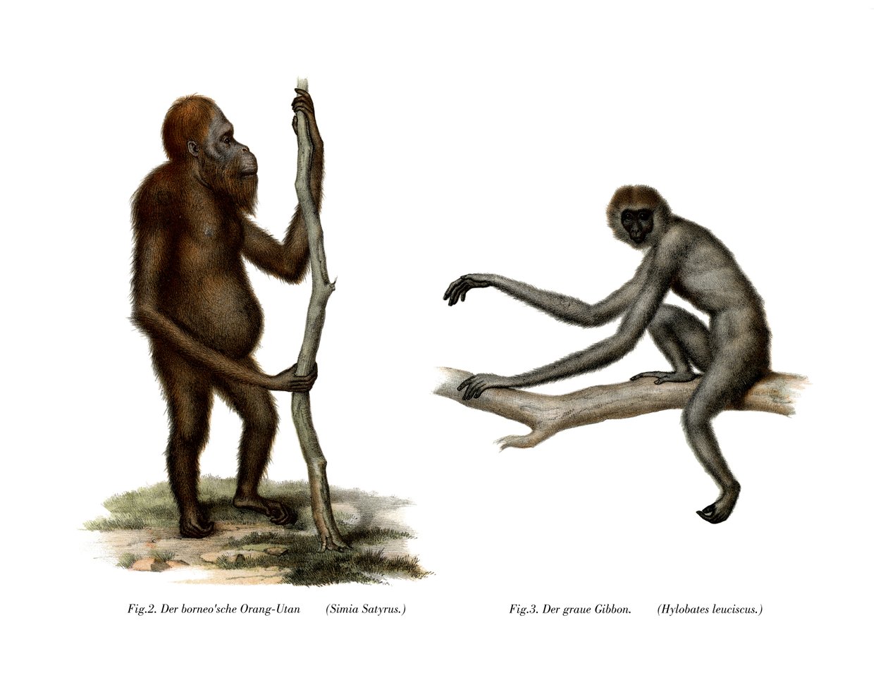 Orang-Outang，1860年 作者 德国学校