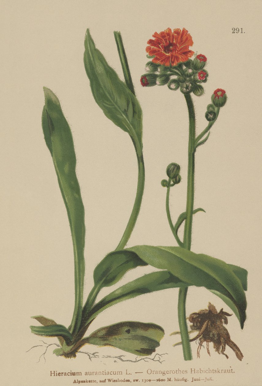橙色Hawkweed（Horaracium aurantiacum，Hieracium brunneocroceum，Pilosella aurantiaca） 作者 德国学校
