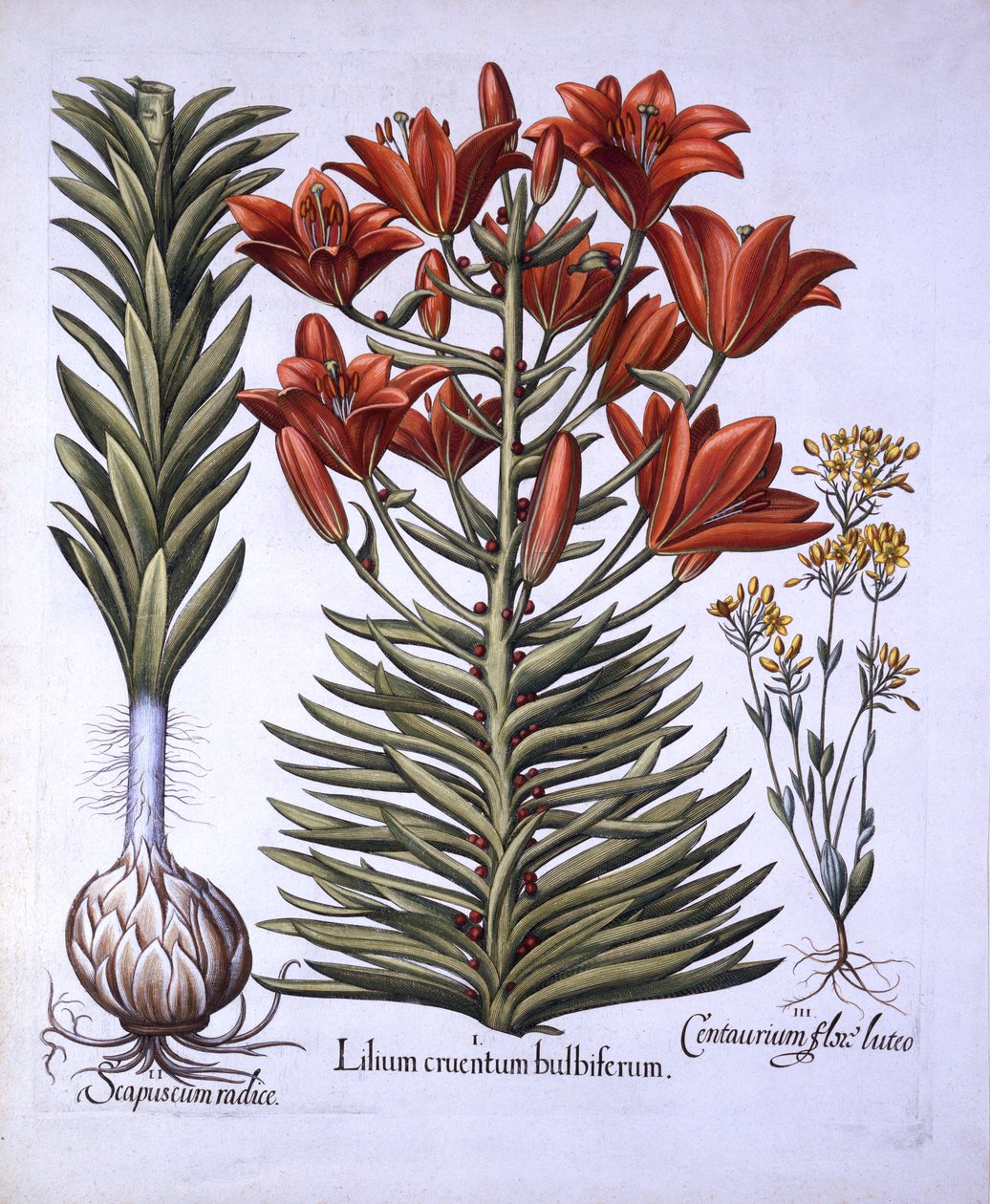 橙色百合与灯泡和灯泡，晚开花的Blackstoria，来自Hortus Eystettensis，由Basil Besler（1561-1629），酒吧。 1613（手工彩色雕刻） 作者 德国学校