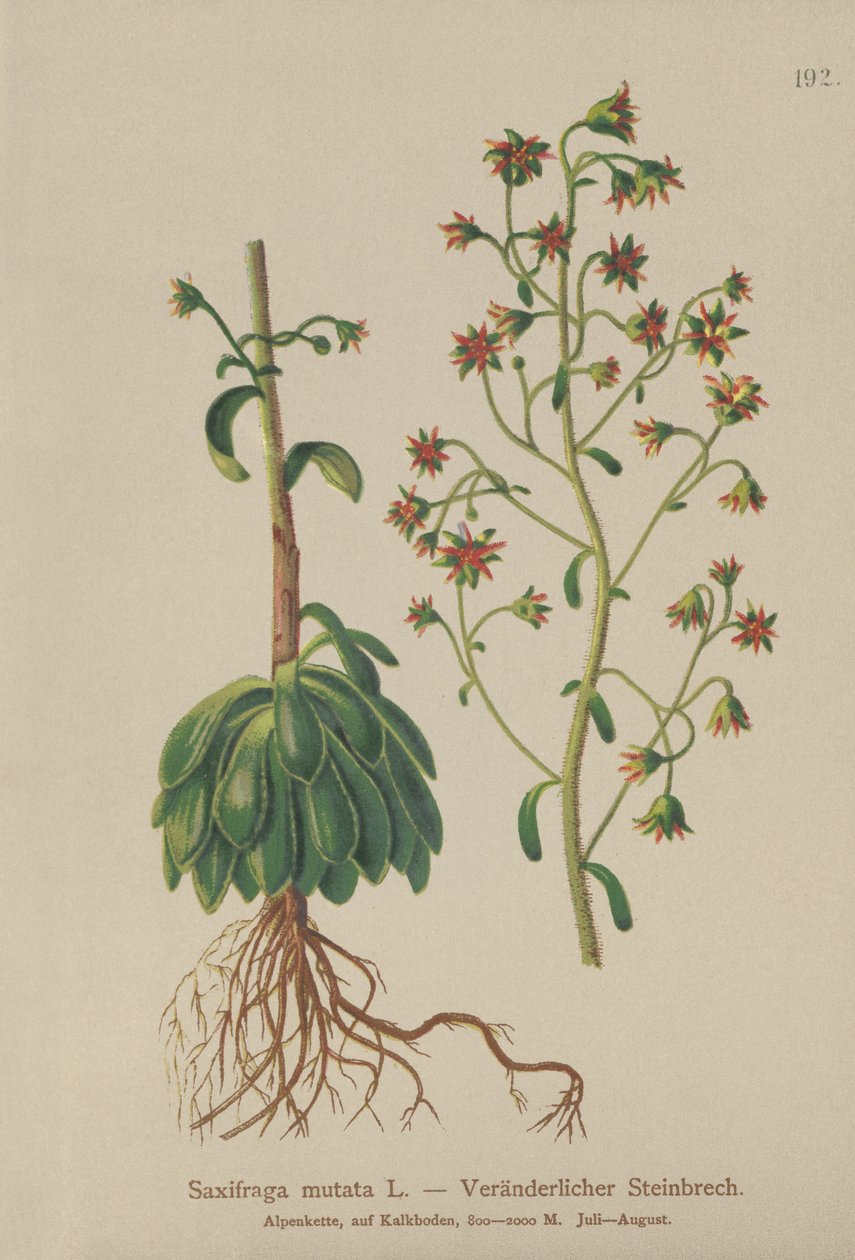 橙色Saxifrage（Saxifraga mutata） 作者 德国学校