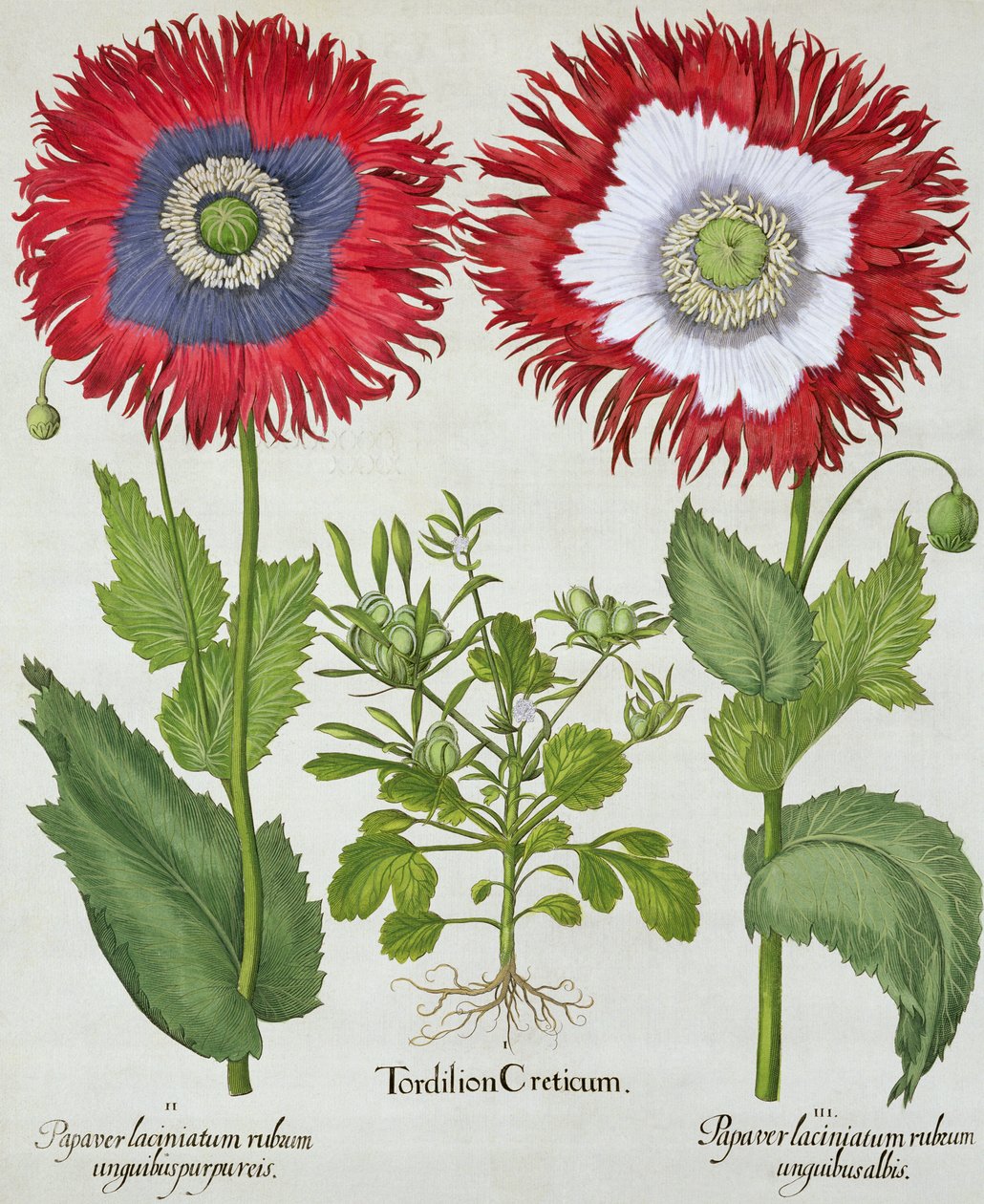 观赏罂粟花，来自Basil Besler（1561-1629）的Hortus Eystettensis，酒吧。 1613 作者 德国学校