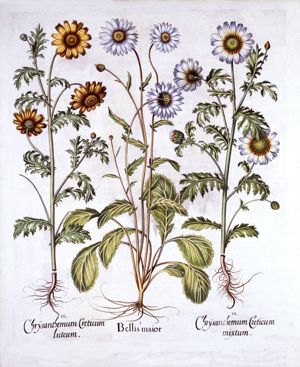 Oxe Eye Daisy和Crown Daisy，来自Hortus Eystettensis，由Basil Besler（1561-1629），酒吧。 1613（手工彩色雕刻） 作者 德国学校
