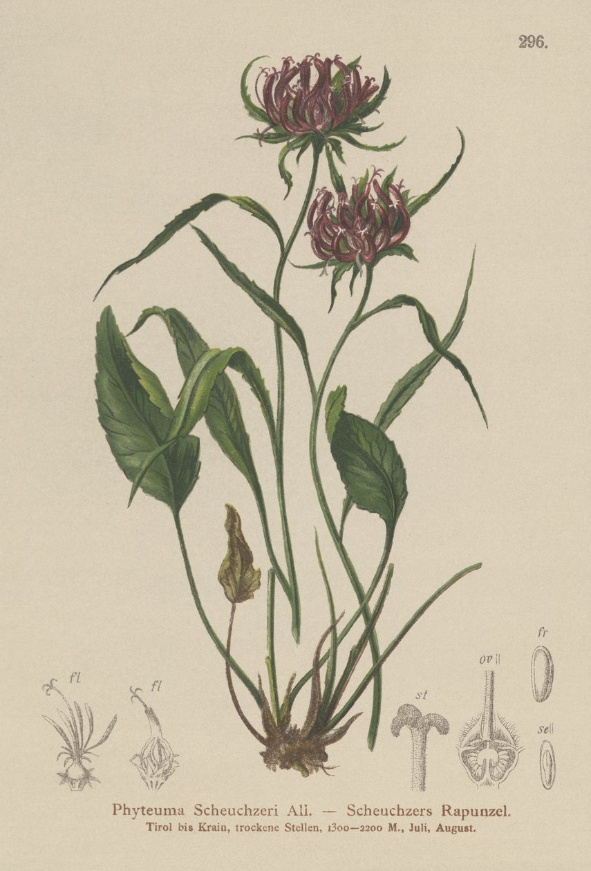 牛津Rampion（Phyteuma Scheuchzeri） 作者 德国学校