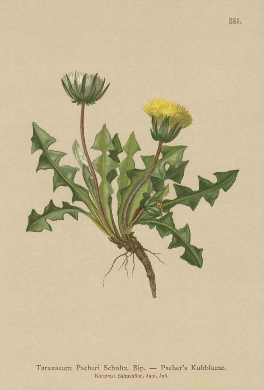 Pacheris蒲公英（Taraxacum Pacheri） 作者 德国学校