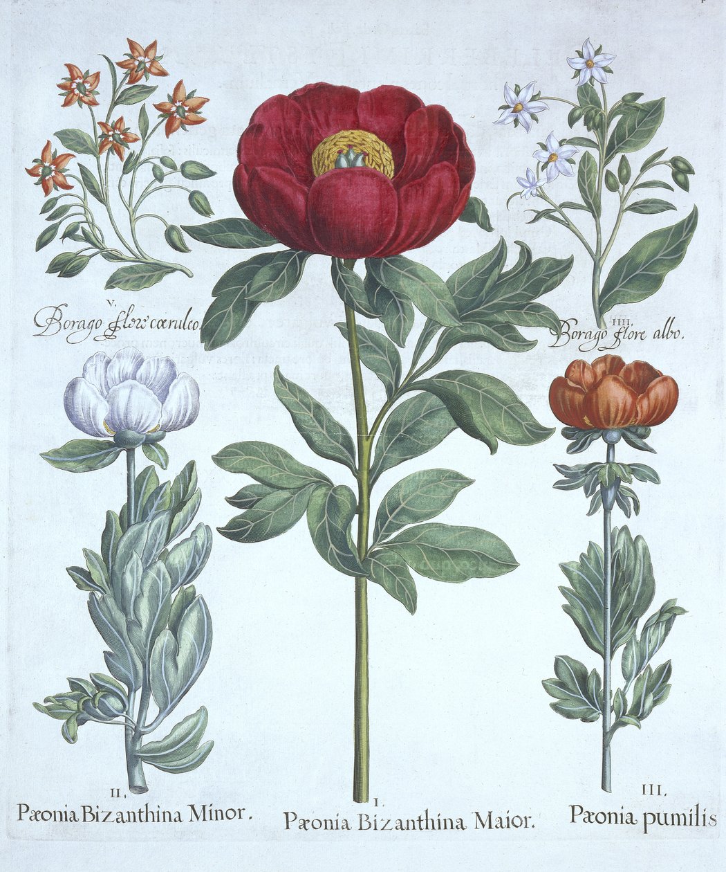 来自Hortus Eystettensis的Paeonies和Borage，由Basil Besler（1561-1629），酒吧。 1613（手工雕刻） 作者 德国学校