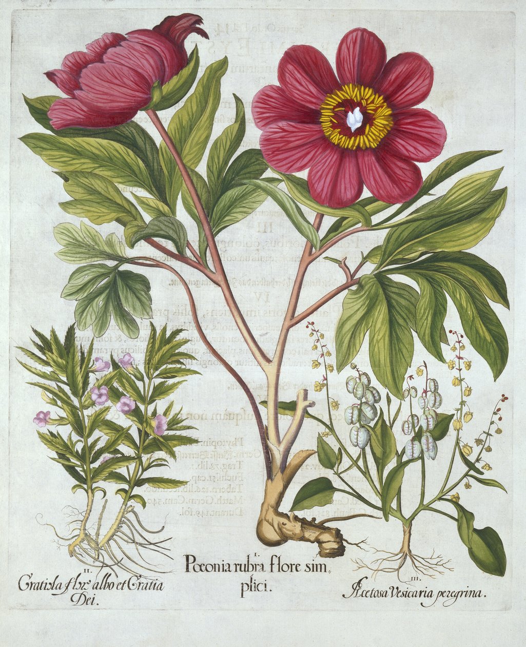 来自Hortus Eystettensis的Paeony，Hedge Hyssop和Sheeps Sorrel，由Basil Besler（1561-1629），酒吧。 1613（手工雕刻） 作者 德国学校