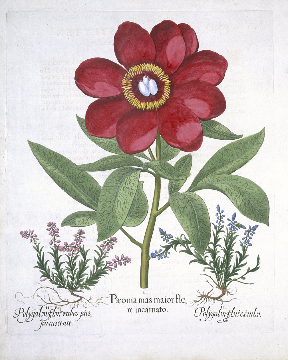 Paeony和两个Polygalons，来自Hortus Eystettensis，由Basil Besler（1561-1629）酒吧。 1613（手工彩色雕刻） 作者 德国学校