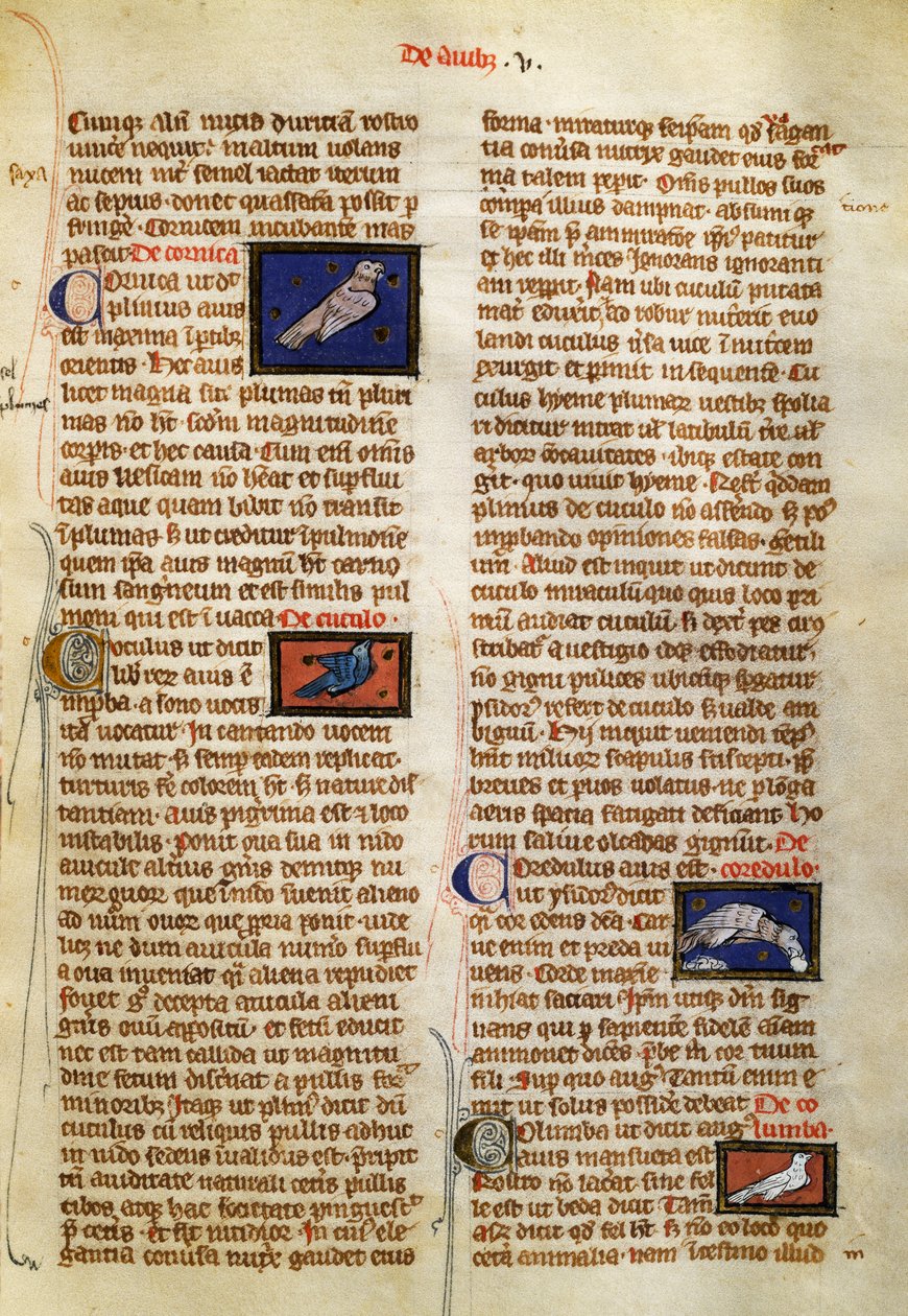 艾伯特·马格努斯（Albert Magnus，约 1200-1280 年）的《鸟类事物的本质》中的页面 作者 德国学校