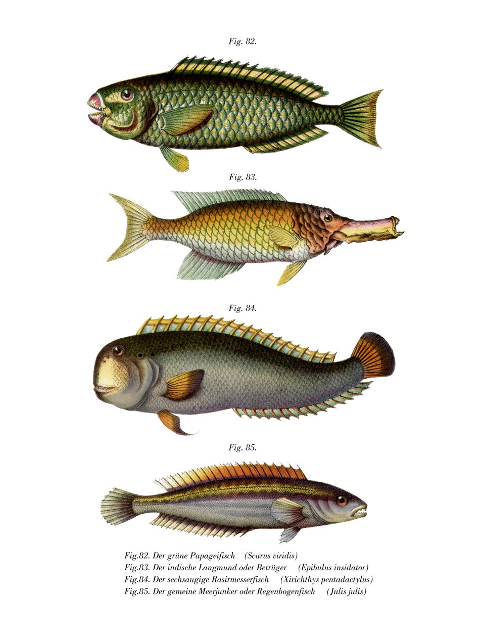 Palecheek Parrotfish (colour litho) 作者 德国学校