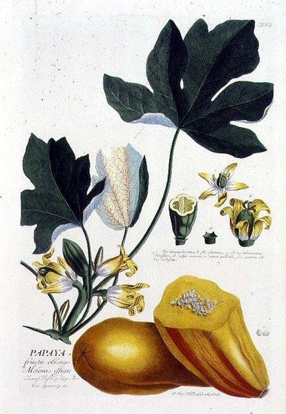 木瓜，约翰-雅各布-海德（Johann Jakob Haid，1704-67）雕刻的板块7，来自一本植物学书籍，由奥古斯都-温德出版（彩色雕刻）。 作者 德国学校
