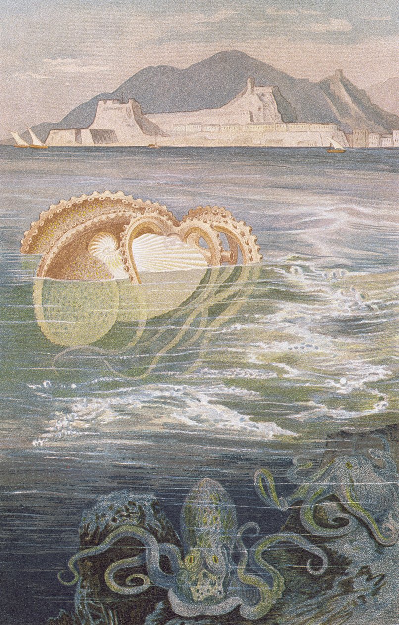 Paper Nautilus，来自Brehms Tierleben的记录：Allgemeine Kunde des Tierreichs，vol.10，p.273，由Bibliographisches Institut出版，1893年 作者 德国学校