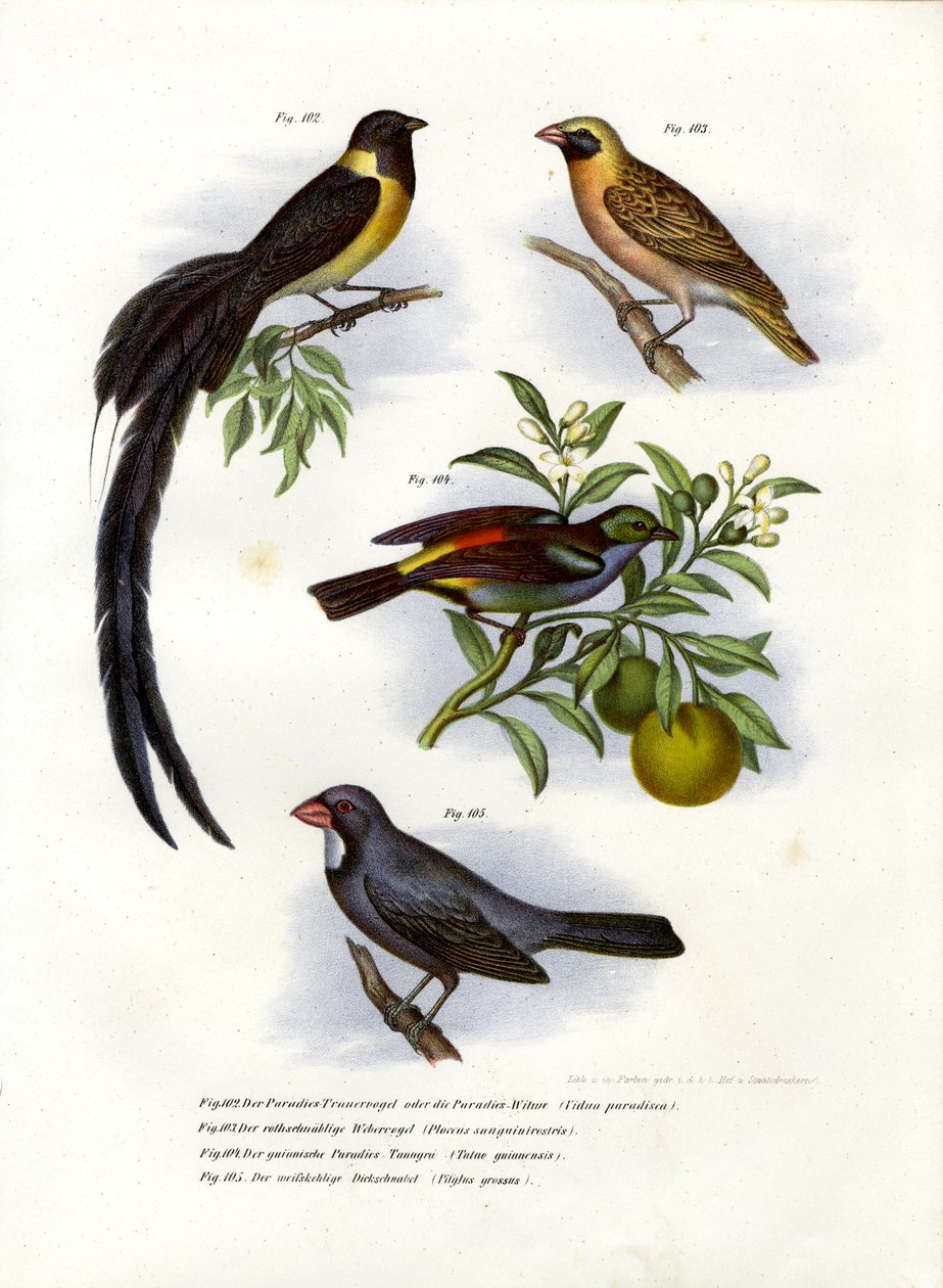 天堂Whydah，1864年 作者 德国学校