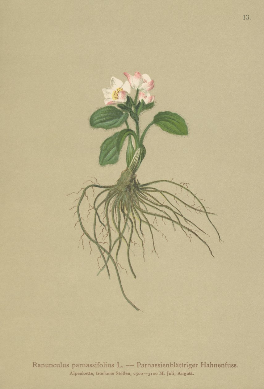 Parnassia-leaved Crowfoot（Ranunculus parnassifolius） 作者 德国学校