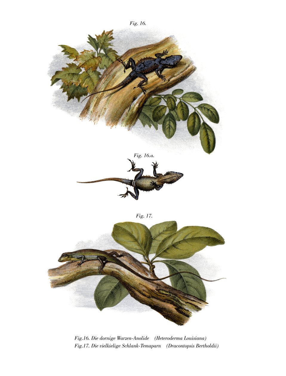Peach Anole（彩色石版画） 作者 德国学校