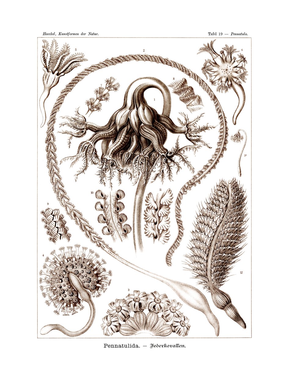 Pennatulid，1899-1904 作者 德国学校