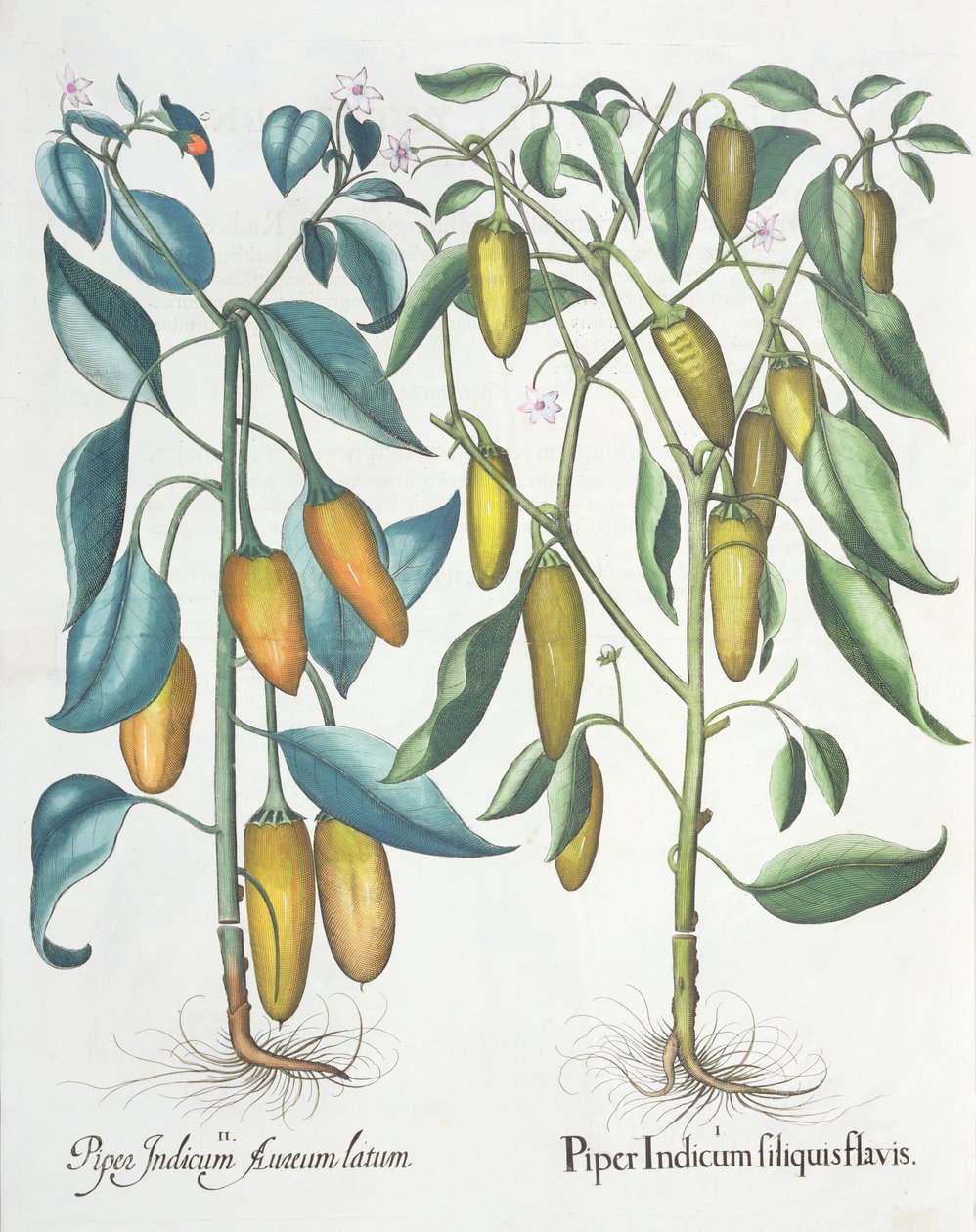 辣椒：1.Piper印度filiquis黄色; 2.Piper由罗勒Besler（1561年至1629年），酒吧的Eystettensis携带印度黄金。 1613 作者 德国学校