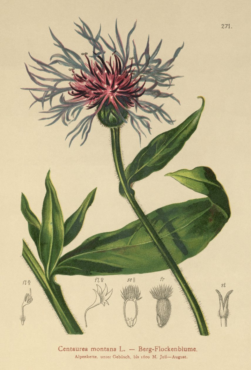 多年生矢车菊（Centaurea montana） 作者 德国学校