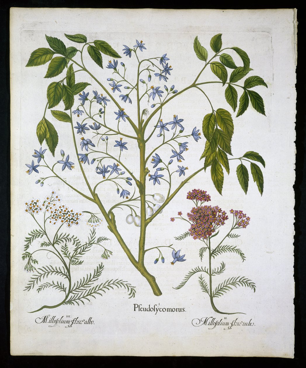 波斯丁香或印度的骄傲，和Achillea Millefolium（士兵Woundwort）板块136来自Hortus Eystettensis by Basil Besler（1561-1629）pub 1613（手工彩色雕刻） 作者 德国学校