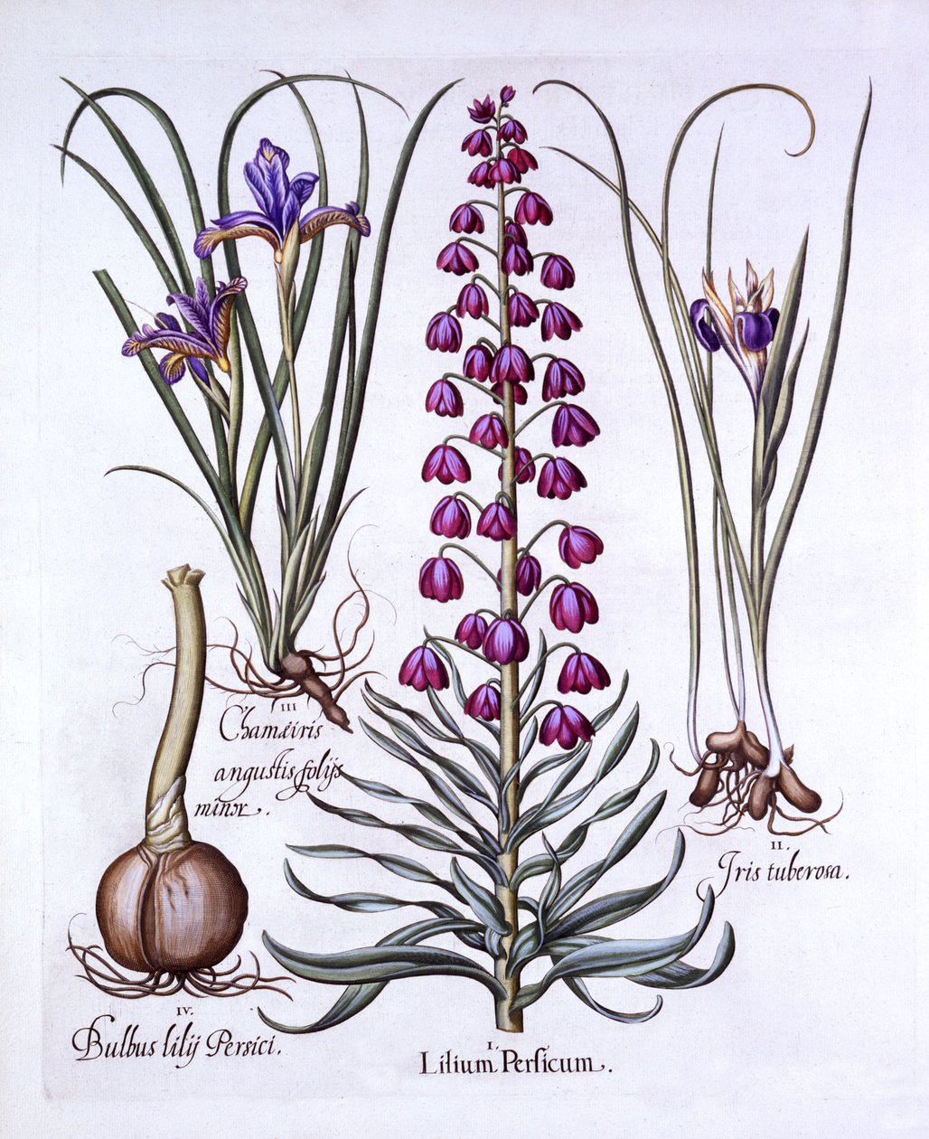 波斯莉莉和鸢尾花，来自Hortus Eystettensis，由Basil Besler（1561-1629），酒吧。 1613（手工彩色雕刻） 作者 德国学校