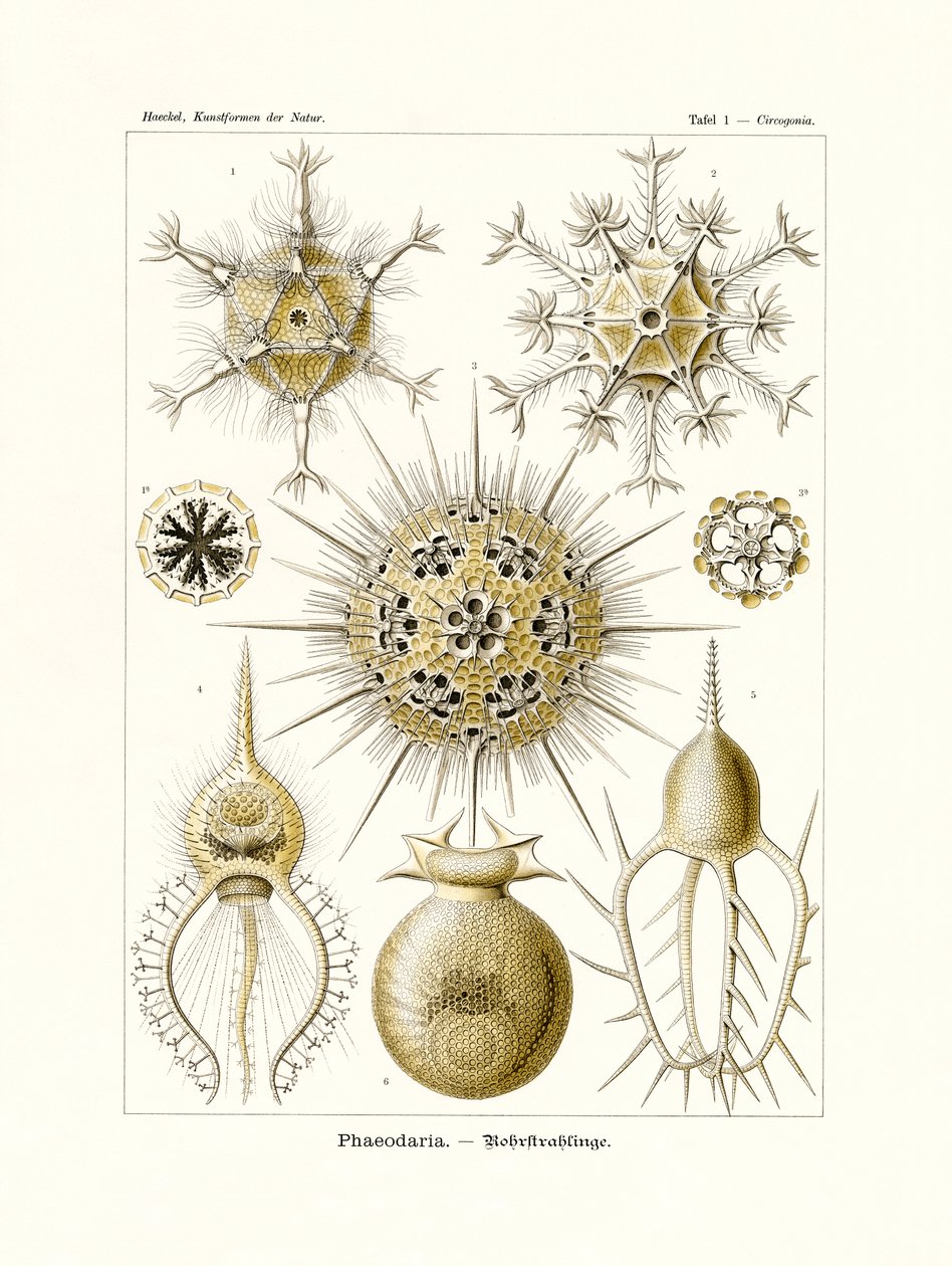 Phaeodaria，1899-1904 作者 德国学校