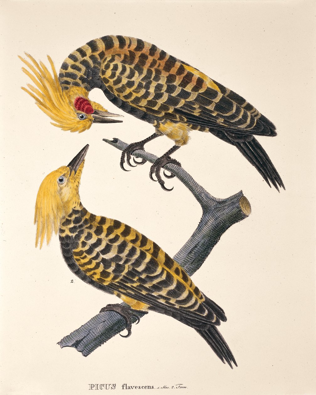 Picus Flavescens，摘自约翰-巴蒂斯特-冯-斯皮克斯和卡尔-弗里德里希-冯-马蒂斯的《Avium Species Novae Per Brasiliam》。 作者 德国学校