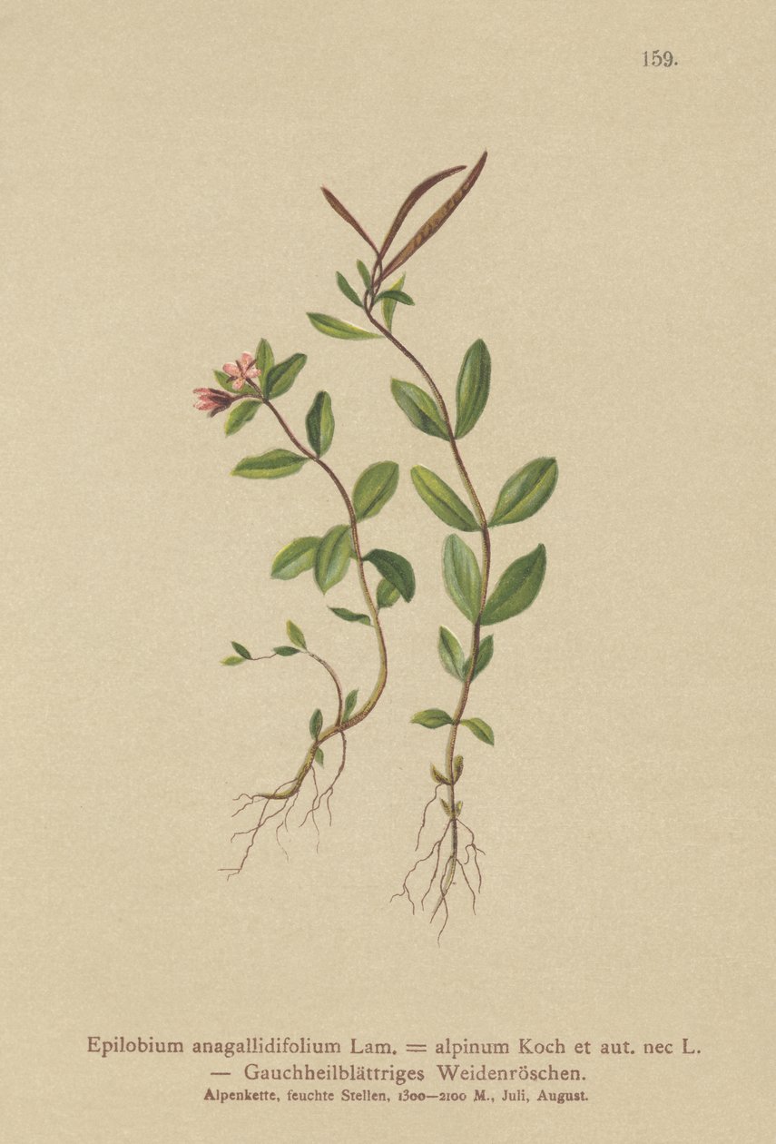 Pimpernel Willowherb（Epilobium anagallidifolium，Epilobium alpinum） 作者 德国学校