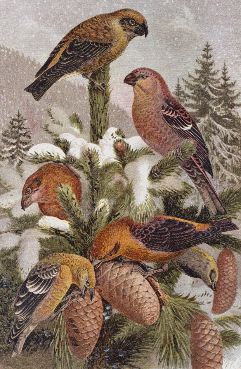 Pine Grosbeak和Crossbill，来自Brehms Tierleben的记录：Allgemeine Kunde des Tierreichs，vol 4，p。 314，由Bibliographisches Institut，1891出版 作者 德国学校