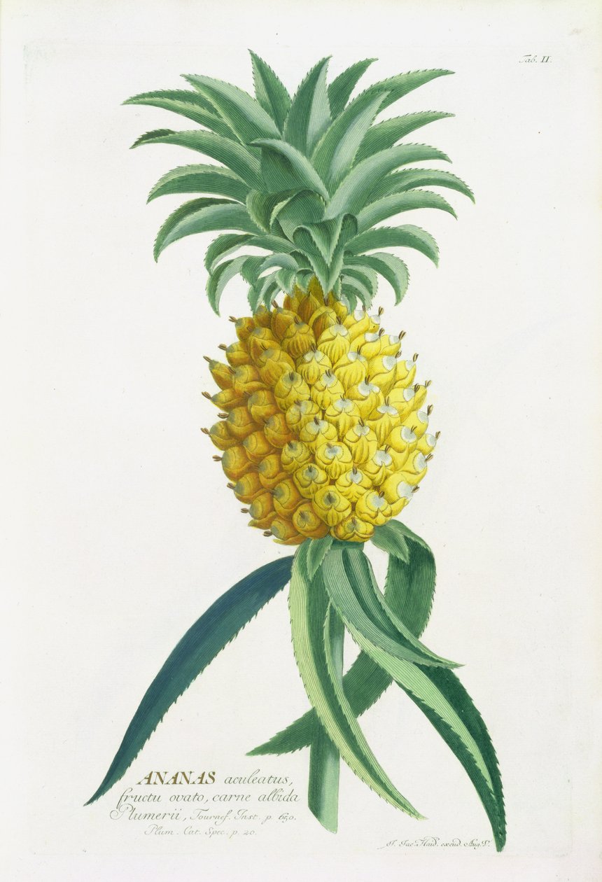 由Johann Jakob Haid雕刻的菠萝（1704-67） 作者 德国学校